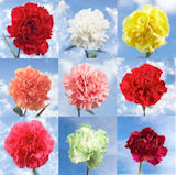 Fuschia Flowers